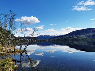 中国的国蝶是什么-