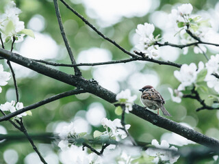 关于国家富强而奋斗杰出人物故事的手抄报 童话故事的手抄报